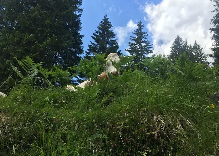 Casa Soia 아파트 팔카데