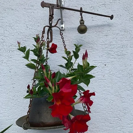 Apartamento Casa Soia Falcade