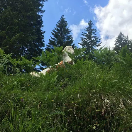 Casa Soia Daire Falcade